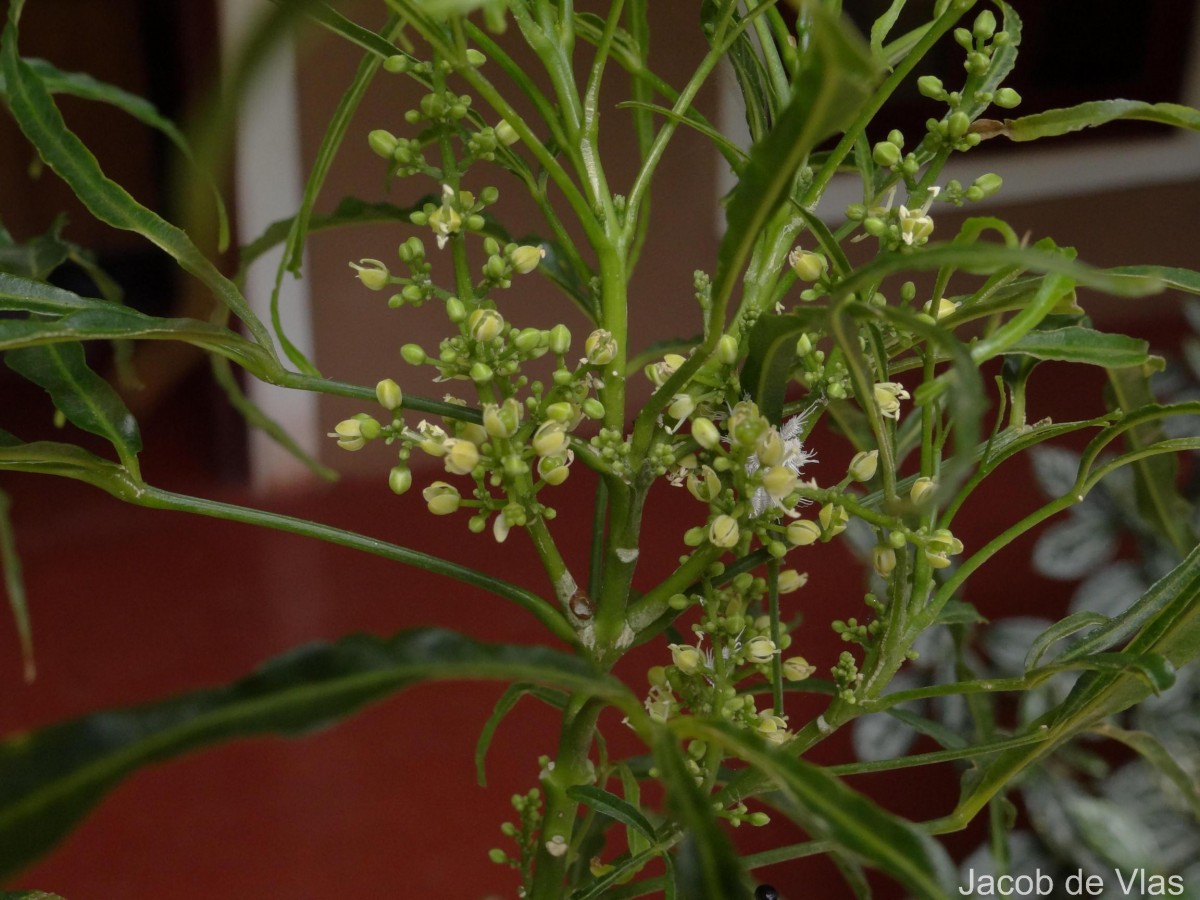 Euodia hortensis J.R.Forst. & G.Forst.